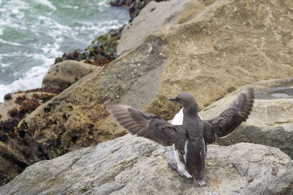 Mirada Surf Beach | Mirada Rd & Magellan Ave, Half Moon Bay, CA 94019, USA