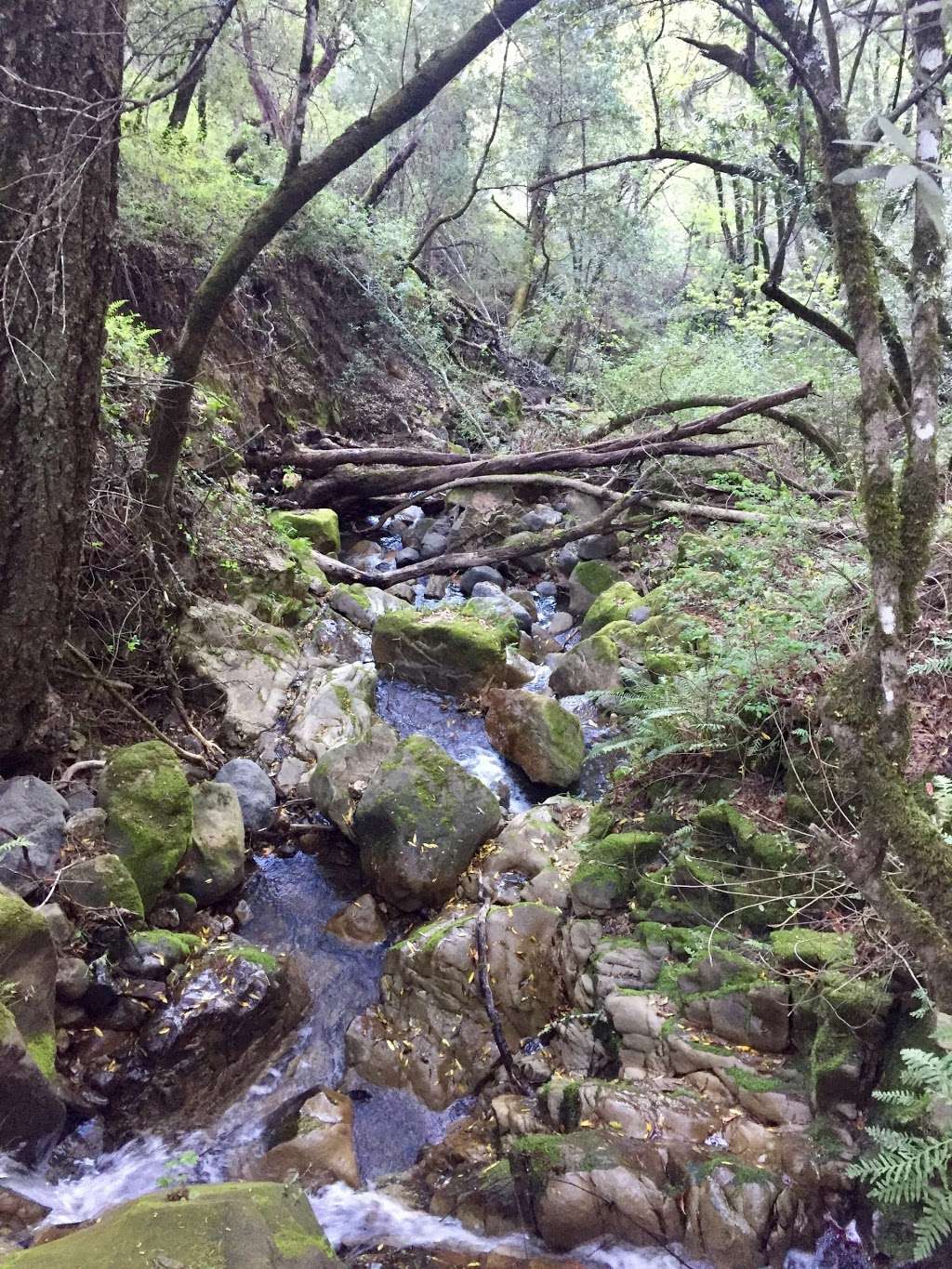 Coal Creek Open Space Preserve | Redwood City, CA 94062, USA