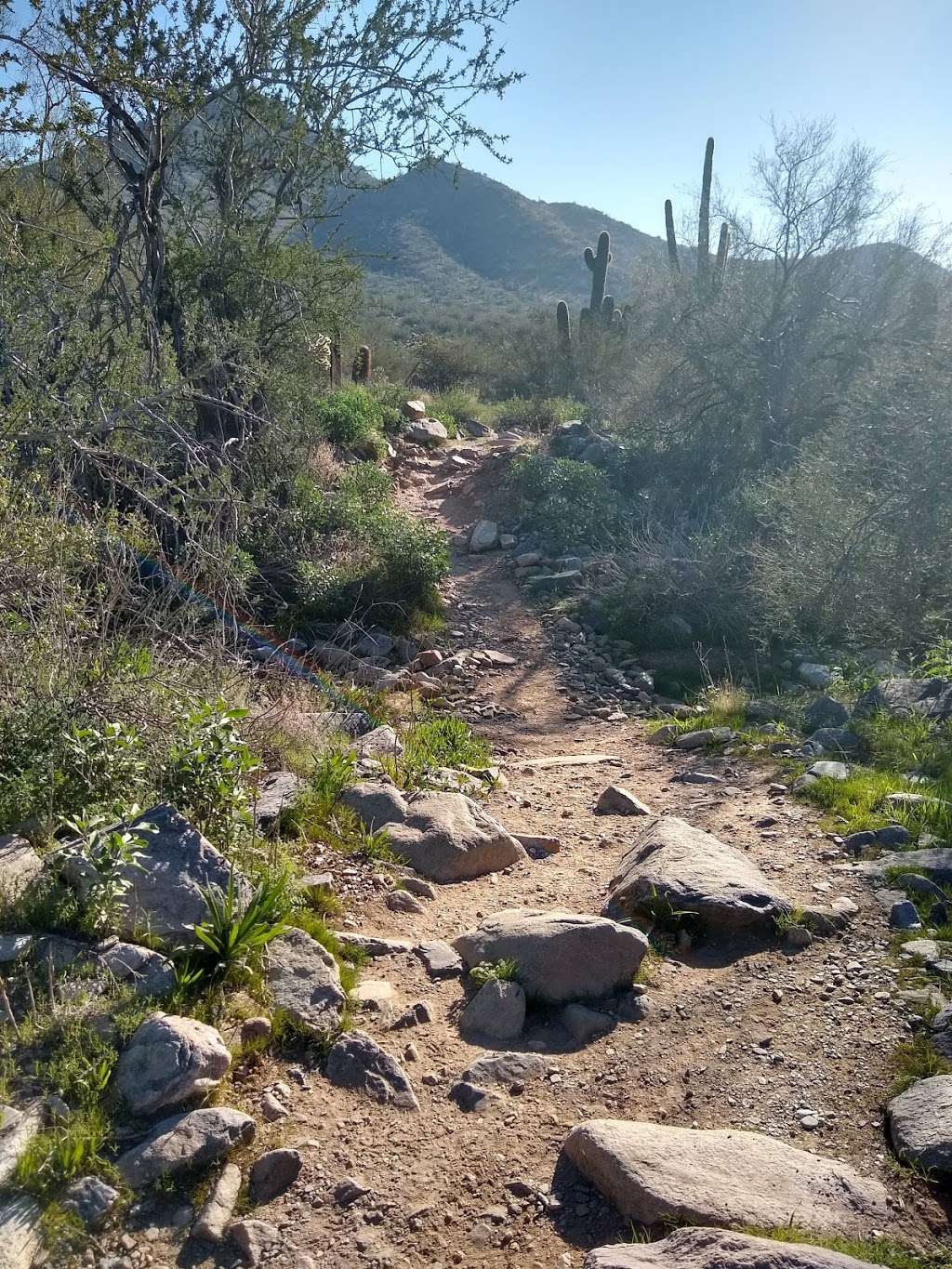 McDowell Sonoran Preserve | Saguaro Loop Trail, Scottsdale, AZ 85255, USA