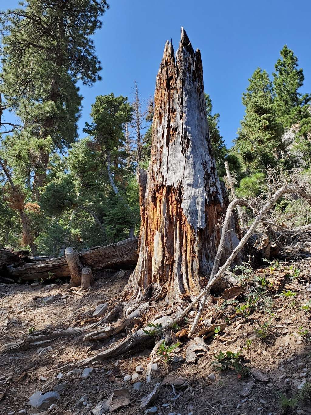 Cathedral Rock Group Picnic area | Mt Charleston, NV 89124, USA | Phone: (702) 872-5486