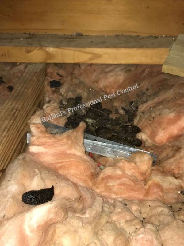Ballards Professional Pest Control | 1157 Hidden Lakes Dr, Kingwood, TX 77345 | Phone: (281) 358-2847