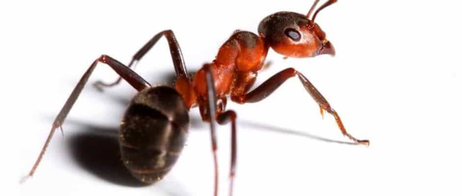 Safe Pro Pest Control - Plano TX | 3700 W 15th St Building B suite 110, Plano, TX 75075, USA | Phone: (972) 787-0973