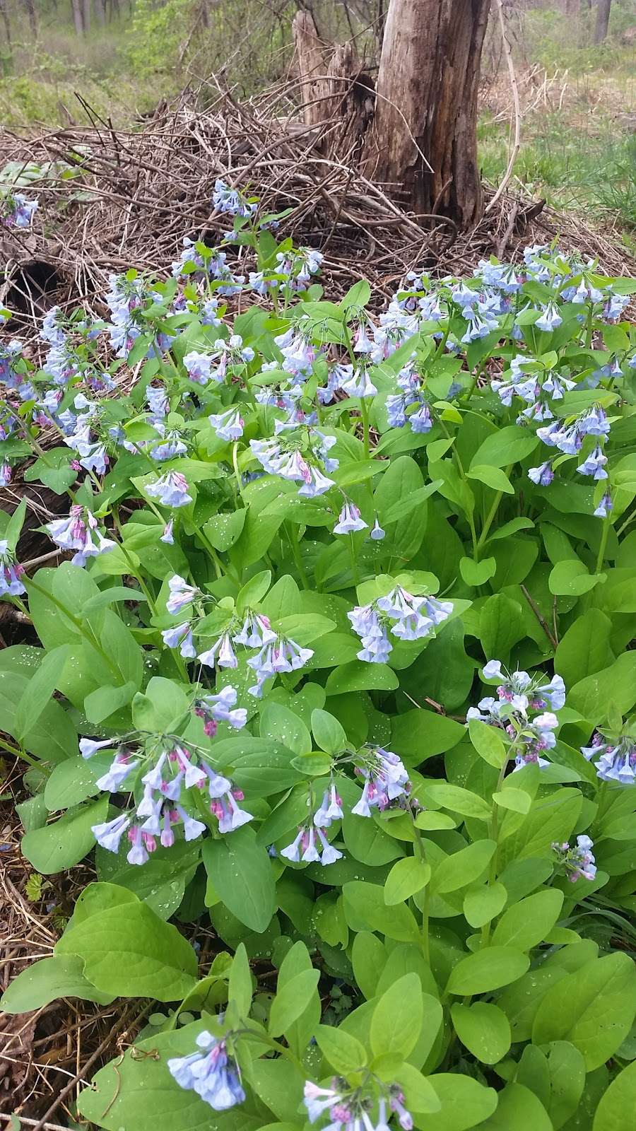 Flint Woods Preserve | 350 Twaddell Mill Rd, Wilmington, DE 19807, USA