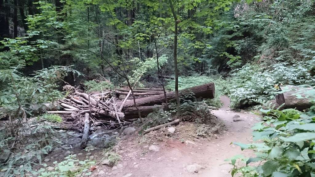 Redwood Hike Trail | Bennett Creek Trail, Felton, CA 95018, USA