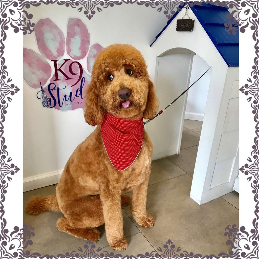 K9 Dog Groomers Greenwich | 5244, 360 West Putnam Avenue, Greenwich, CT 06831, USA | Phone: (203) 557-3696