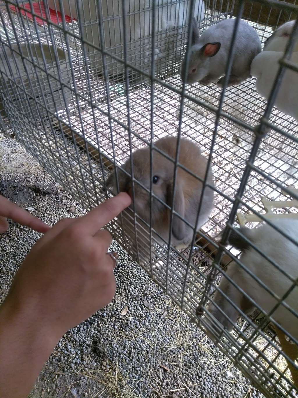 Boling Bunny Farm / Texas Custom Cages | 19239 FM442, Boling-Iago, TX 77420, USA | Phone: (979) 793-5858