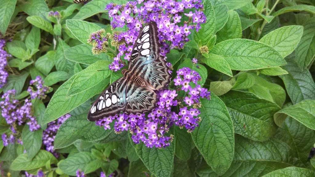 Papillon Park | 120 Tyngsboro Rd, Westford, MA 01886, USA | Phone: (978) 392-0955