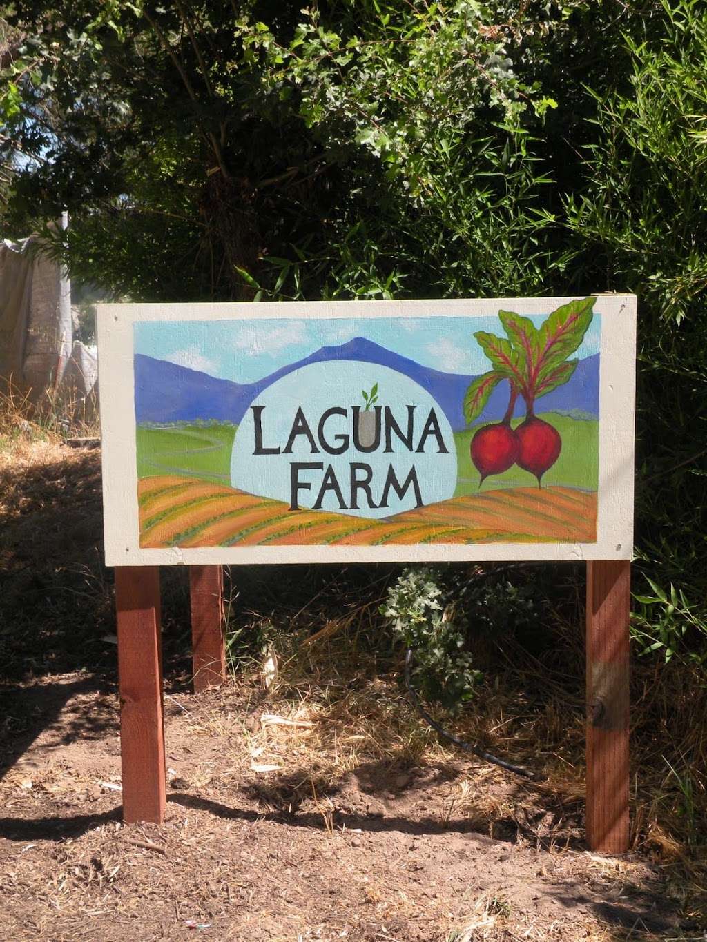 Laguna Farm CSA | 1764 Cooper Rd, Sebastopol, CA 95472, USA | Phone: (707) 823-0823