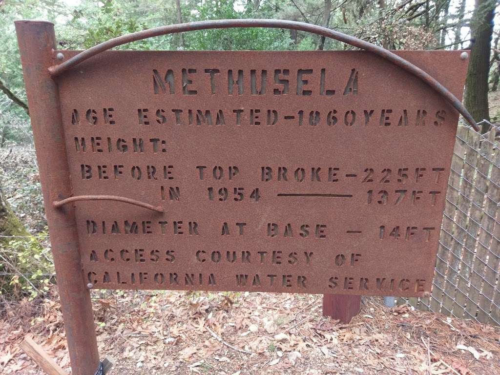 Methuselah Tree | Redwood City, CA 94062