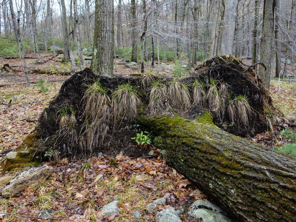 Nurian Trail (white N markers) | Tuxedo, NY 10975, USA