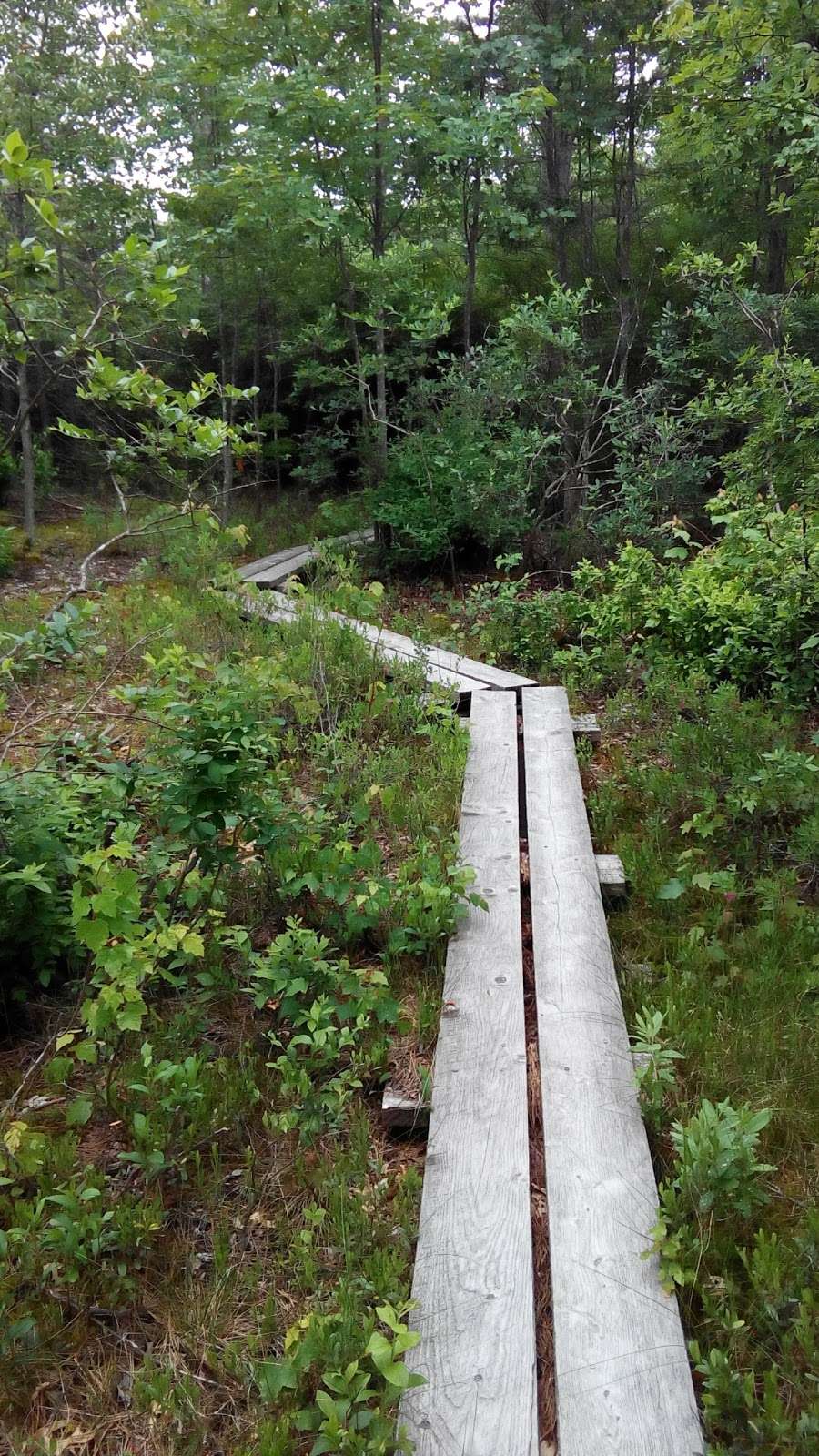 Ponemah Bog Wildlife Refuge | Amherst, NH 03031, USA