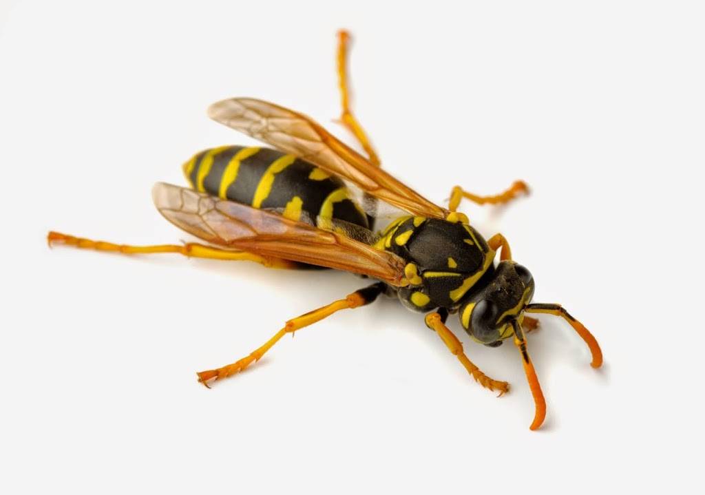 A Landlords Pest Control and Extermination | Bee Control Milwaukee WI Rodent Control, Pest Contr | 5195 N 64th St, Milwaukee, WI 53218 | Phone: (414) 369-6497