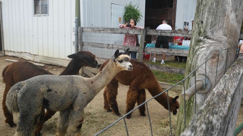 SafeHouse Farm Alpacas & Ye Olde Alpaca Shoppe | 25550 W Cuba Rd, Barrington, IL 60010, USA | Phone: (847) 209-5513