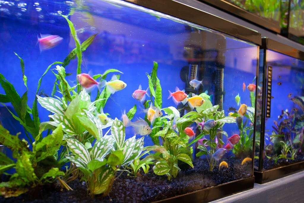 Noahs Ark Aquarium & Pet Shop | 31 NY-22, Pawling, NY 12564, USA | Phone: (845) 493-0642