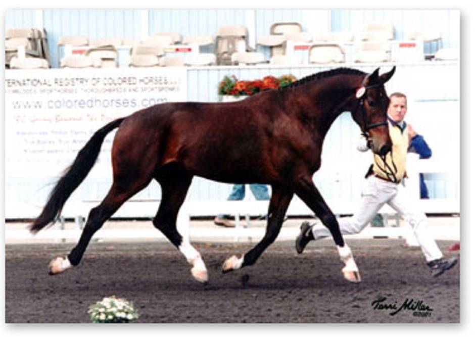 Equine Sport Solutions LLC | 1030 S 21st St, Colorado Springs, CO 80904, USA | Phone: (719) 235-6560