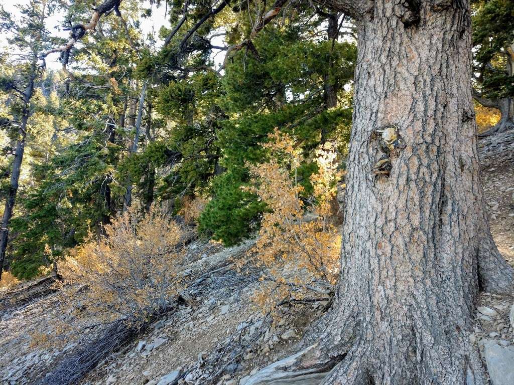 Rain Tree | Forest Trail 041, Mt Charleston, NV 89124, USA