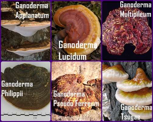 Ganoderma Products by Jenny | 67 Malat Dr, Greenwood, IN 46143, USA | Phone: (317) 748-9010