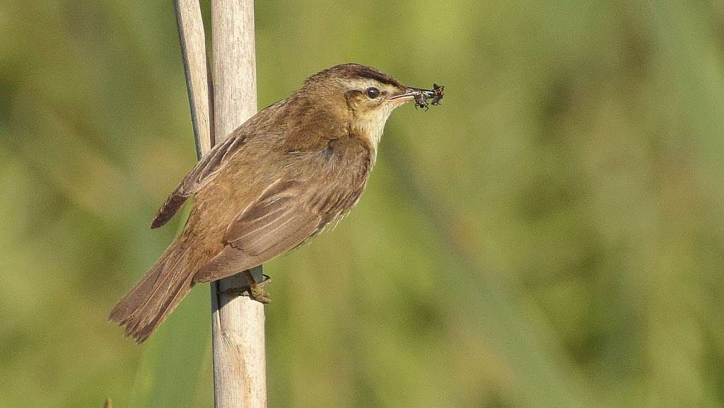 RSPB Rye Meads | 1-9 Rectory Cl, Essendon, Hatfield AL9 6HG, UK