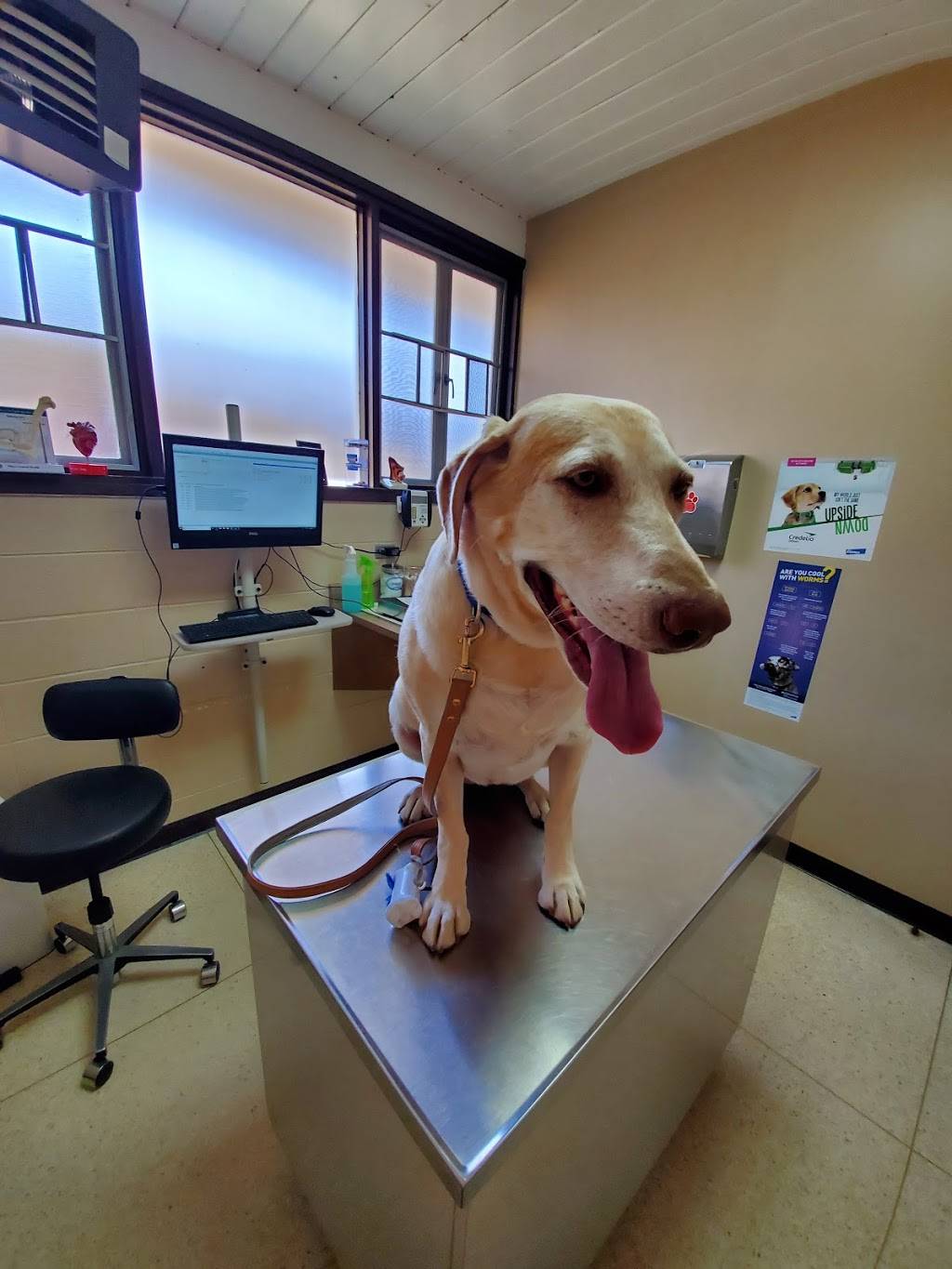 Colma Animal Hospital | 1232 El Camino Real, Colma, CA 94014, USA | Phone: (650) 756-1753