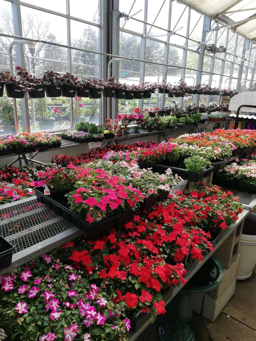 Good Earth Greenhouse LLC | 7900 Madison St, River Forest, IL 60305, USA | Phone: (708) 366-9500