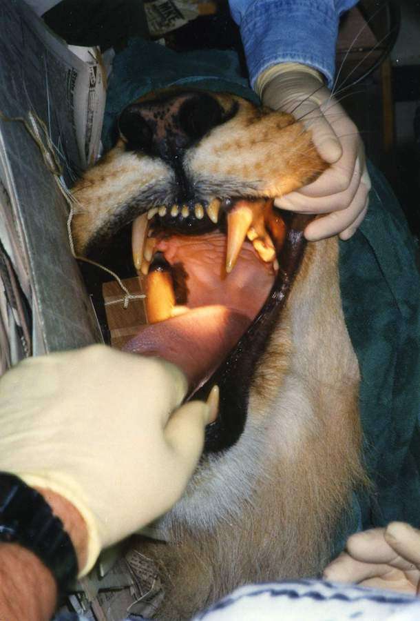 Exotic Animal Dentistry | 12705 W Wilbur Dr, New Berlin, WI 53151, USA | Phone: (414) 828-0304