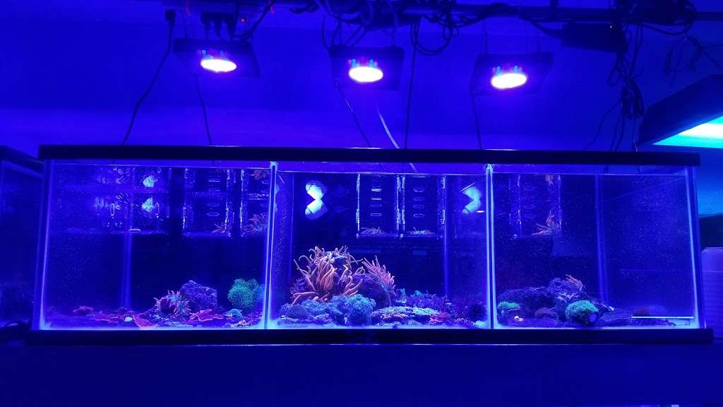 Deep Blue Aquarium | 5611 Willowcrest Ave, North Hollywood, CA 91601, USA | Phone: (818) 934-9716