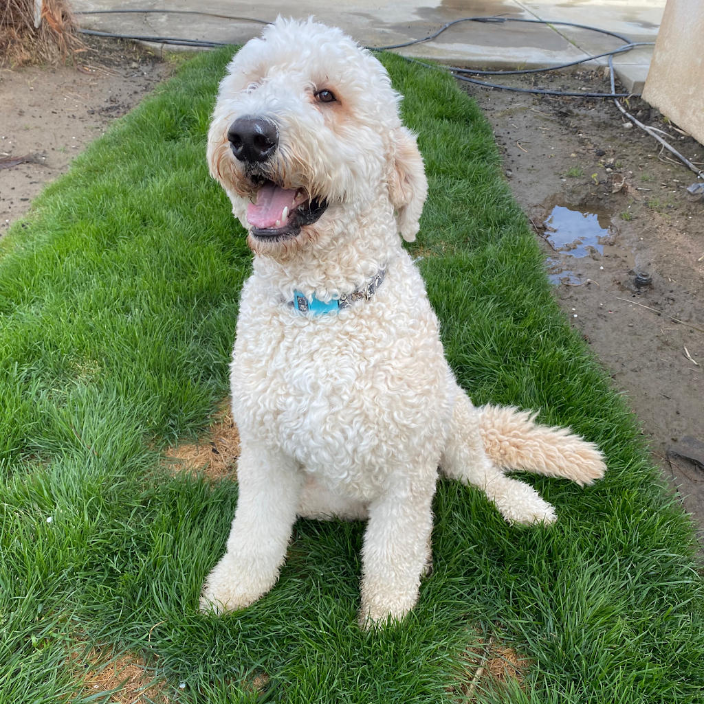 The Poop Fairies | 14943 Brookhill Rd, Madera, CA 93636, USA | Phone: (559) 468-7667