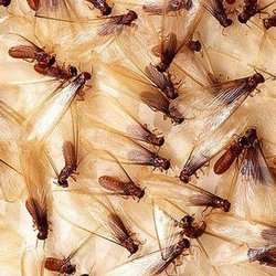 Nixtermite Inc. | 5080 Bonita Rd a2, Bonita, CA 91902, USA | Phone: (619) 472-6666