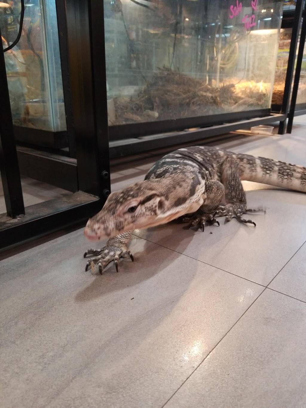 XYZReptiles | 17021 S Dixie Hwy A, Palmetto Bay, FL 33157, USA | Phone: (305) 305-5998