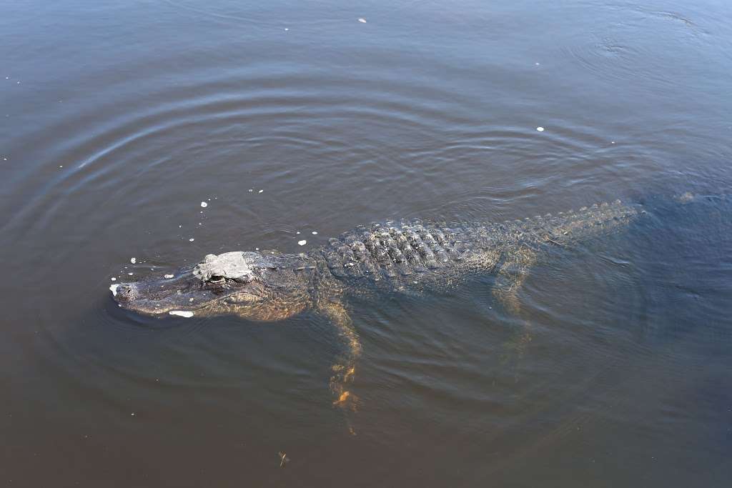 Airboat Rides Miami | 24050 SW 8th St, Miami, FL 33194, USA | Phone: (305) 559-2255