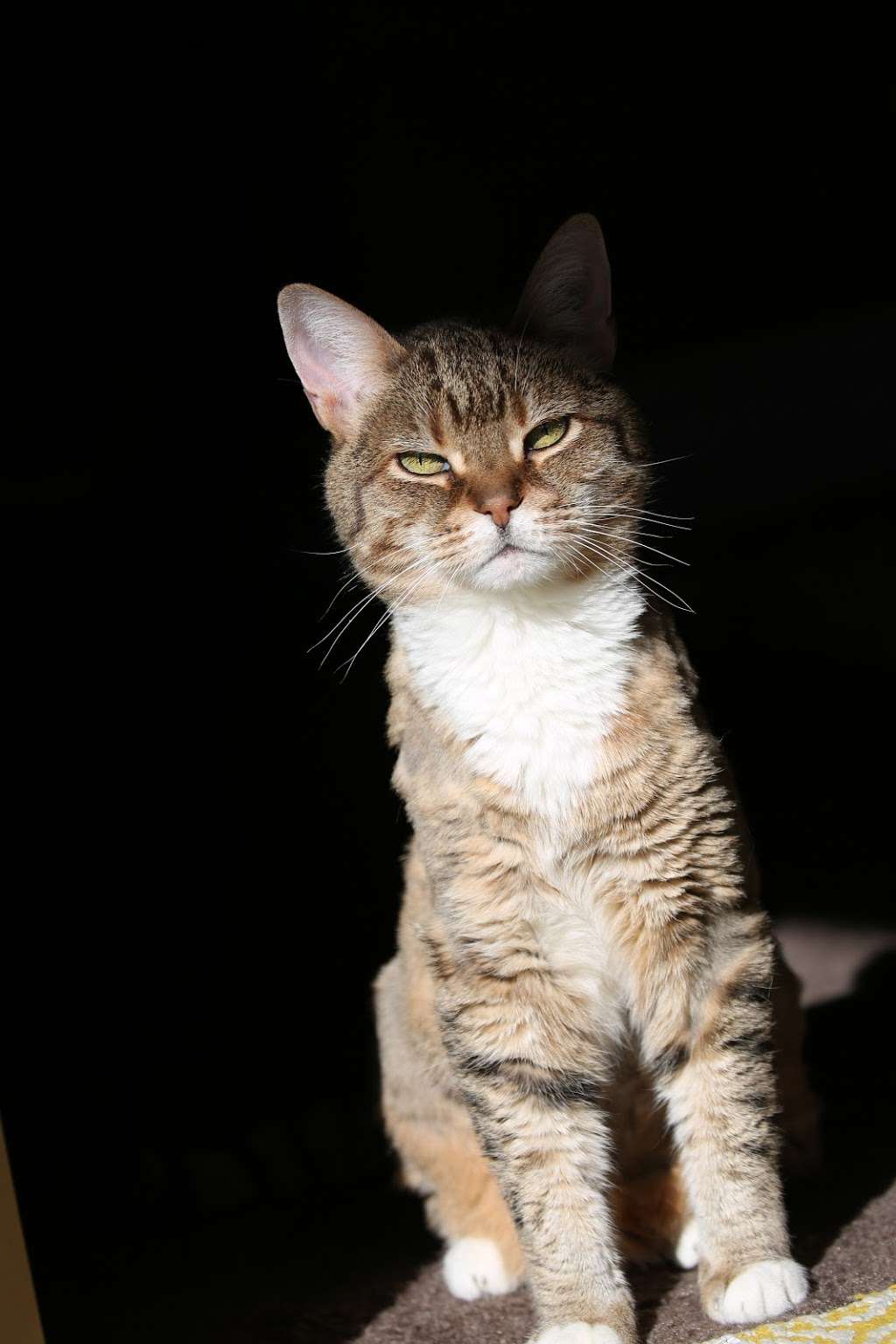 vca black mountain animal hospital