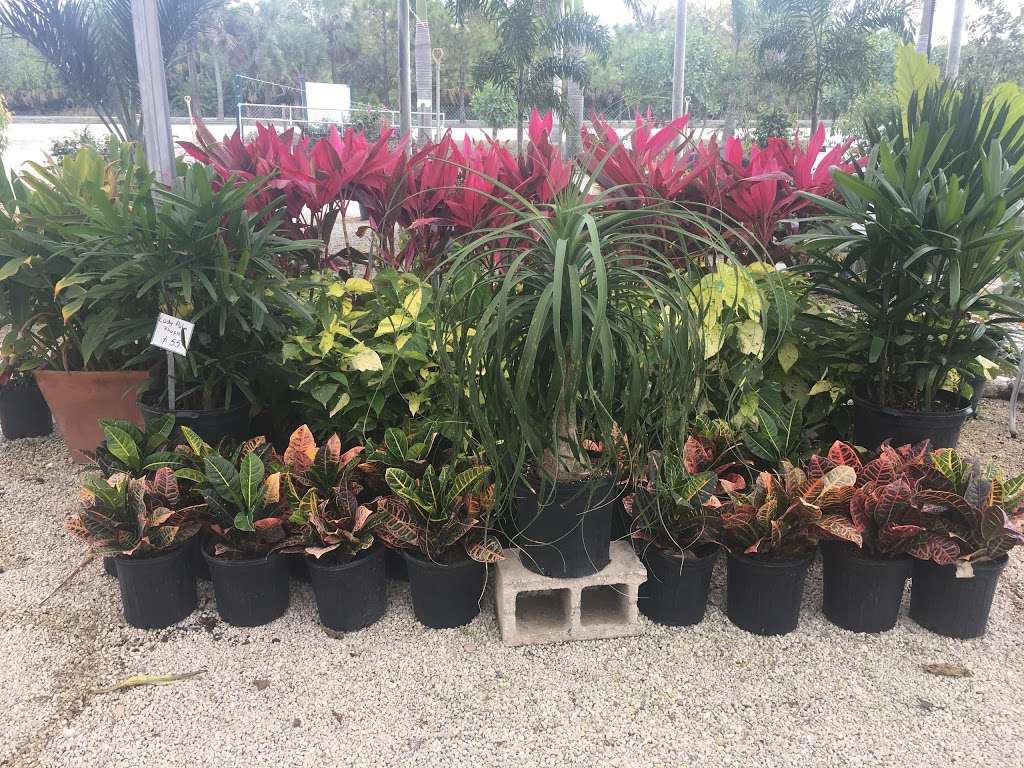 Southern Gardens Nursery | 7777 Southern Blvd, West Palm Beach, FL 33411, USA | Phone: (561) 793-0733