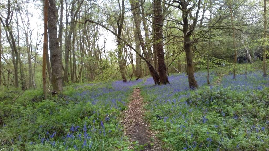 Banstead Wood And Chipstead Downs Nature Reserve | Banstead, Tadworth KT20 6JF, UK