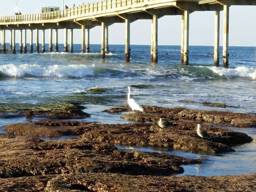 Ocean Beach Tide Pools | 1779 Ocean Front St, San Diego, CA 92107, USA