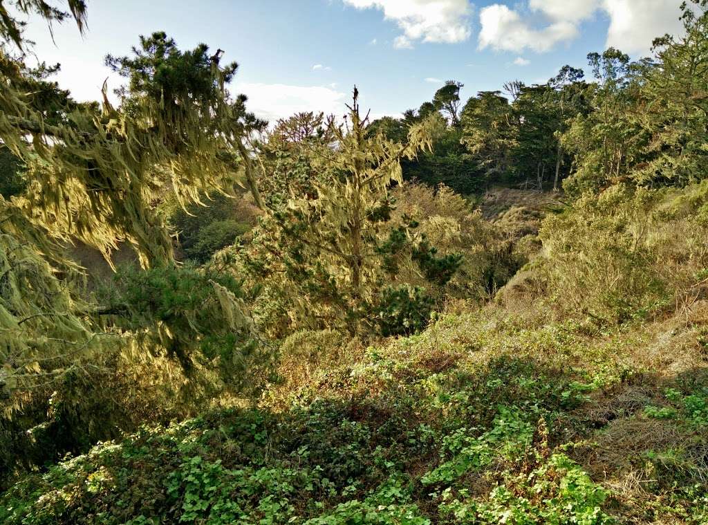 Purissima Cemetery | 1165 Verde Rd, Half Moon Bay, CA 94019, USA | Phone: (609) 628-2297