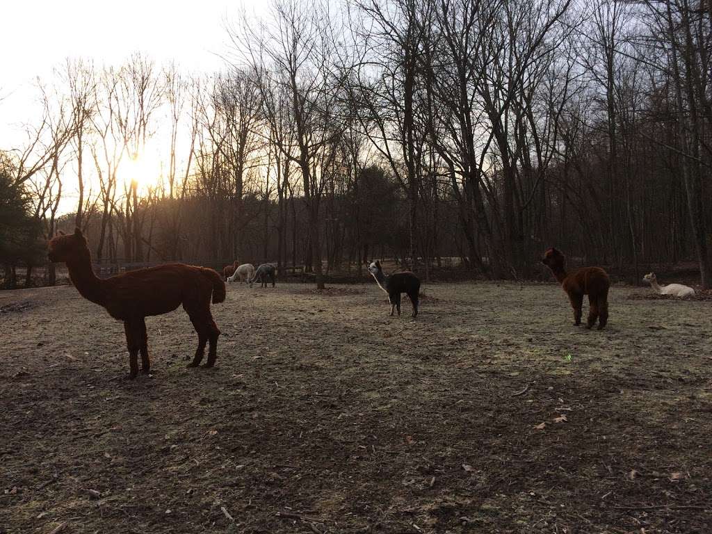 Nashaway Trail Alpacas | 201 Maple St, Stow, MA 01775, USA