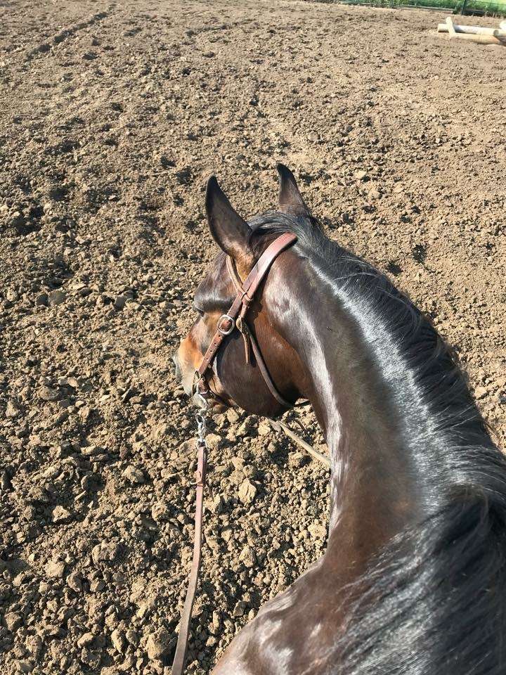 Rafter B Ranch LLC | 2221 US-73, Hiawatha, KS 66434, USA | Phone: (785) 250-8553