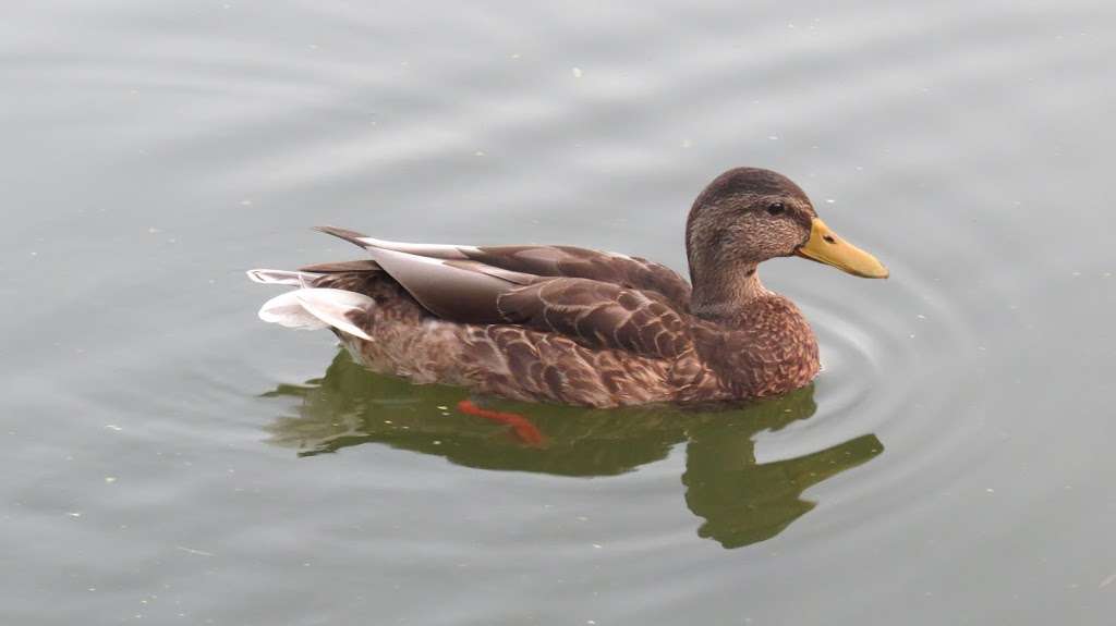 Harlem Meer | 1-99 Central Park N, New York, NY 10026, USA | Phone: (212) 310-6600