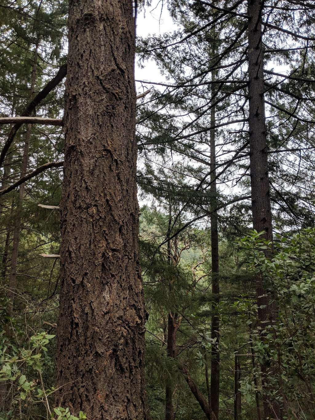 Achistaca Trail | Achistaca Trail, Los Gatos, CA 95033, USA