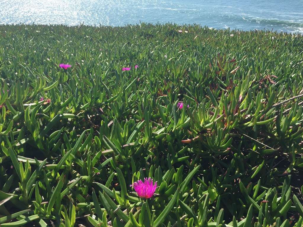 Campbell Cove Beach | Salmon Creek, Jenner, CA 95450, USA