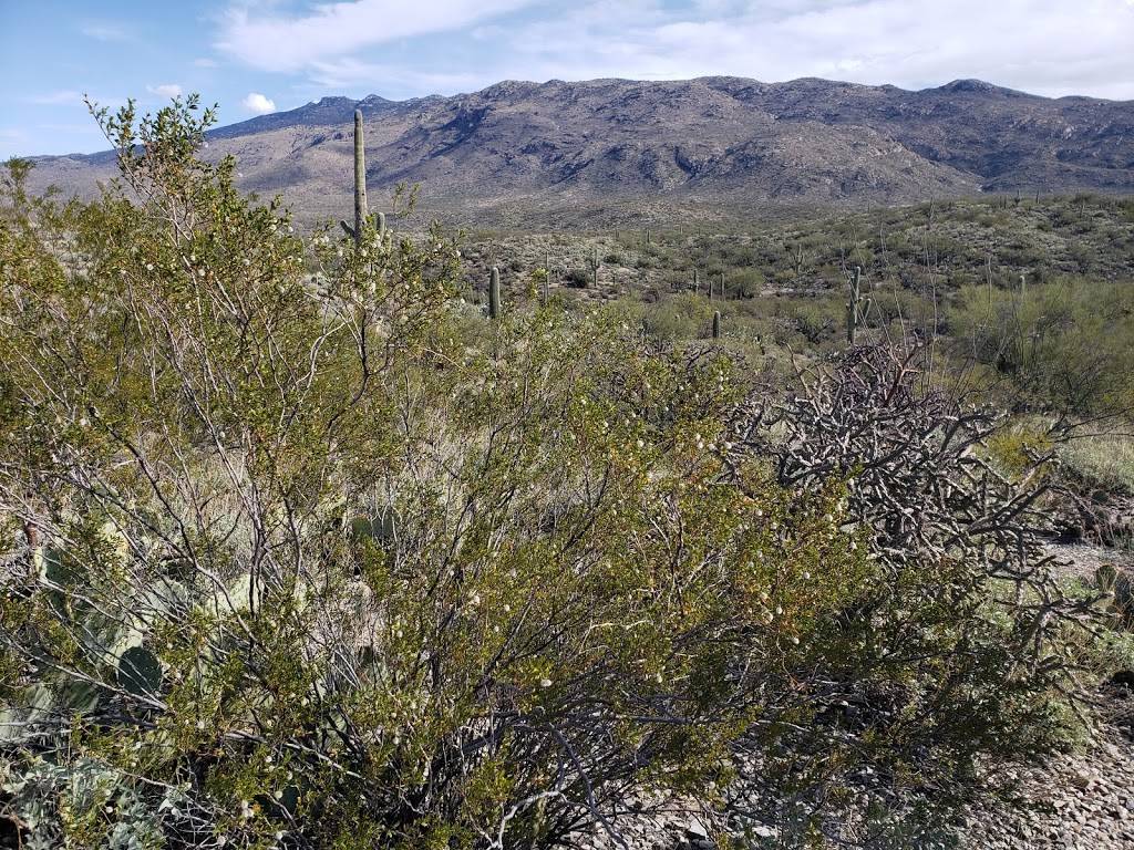 Rincon Mountain Visitor Center | 3693 S Old Spanish Trail, Tucson, AZ 85730, USA | Phone: (520) 733-5153