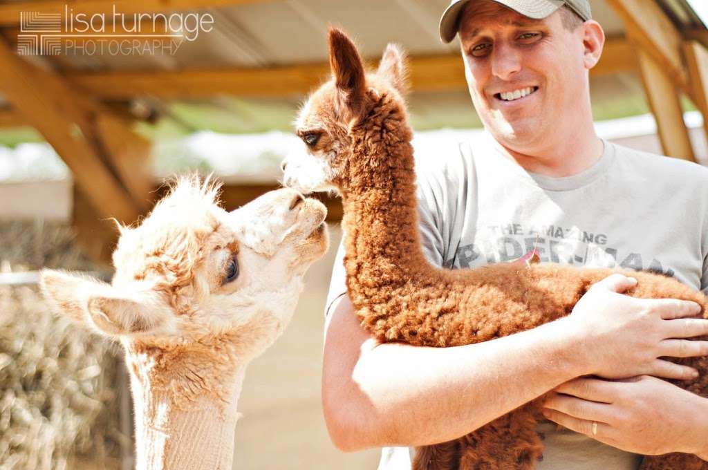 Good Karma Ranch Alpacas | 1041 Brevard Place Rd, Iron Station, NC 28080 | Phone: (704) 649-5849