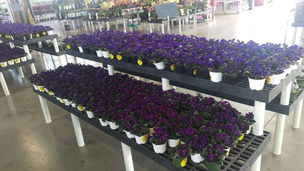 Houston Garden Centers | 20050 Gulf Fwy, Webster, TX 77598, USA | Phone: (281) 557-7399