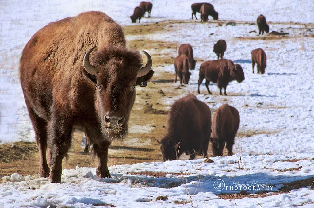 Buffalo Overlook | I-70 Exit 254, Golden, CO 80401, USA