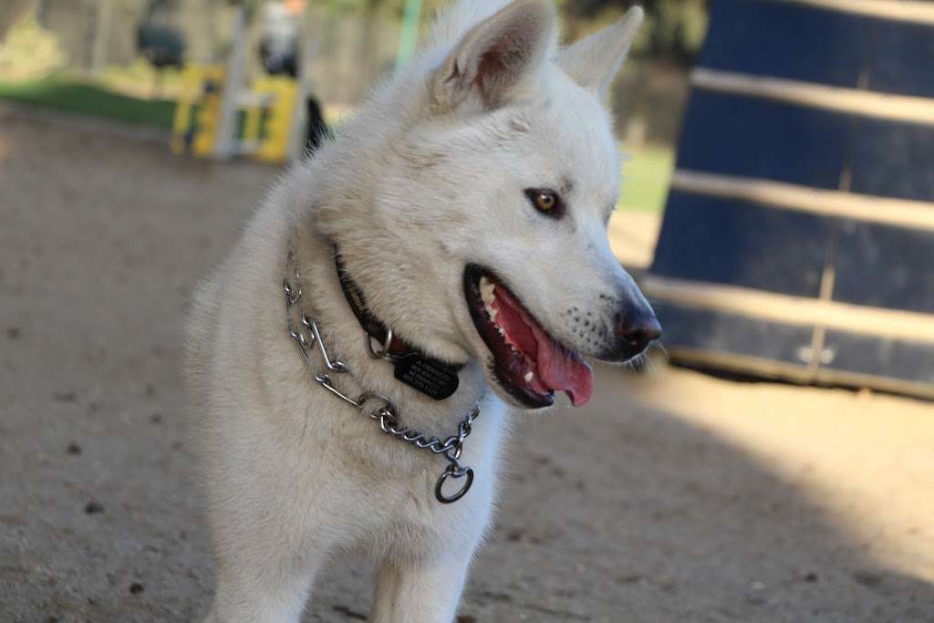 College Dog Park | 3200 S Rose Ave, Oxnard, CA 93033, USA