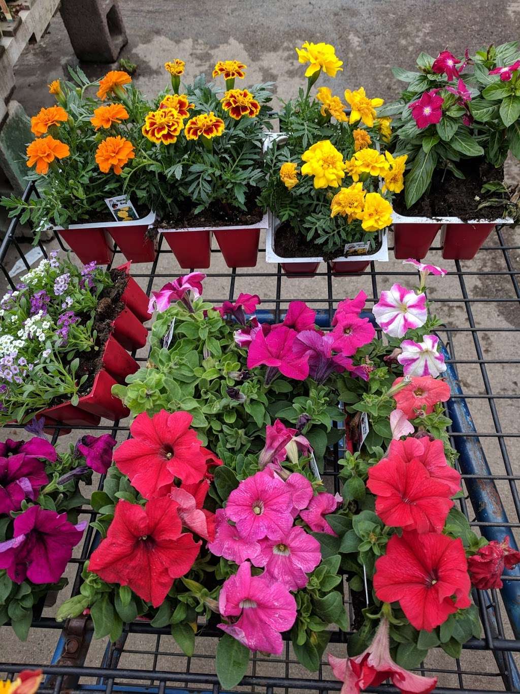 OTooles Garden Center | 1404 Quail St, Lakewood, CO 80215 | Phone: (303) 232-6868