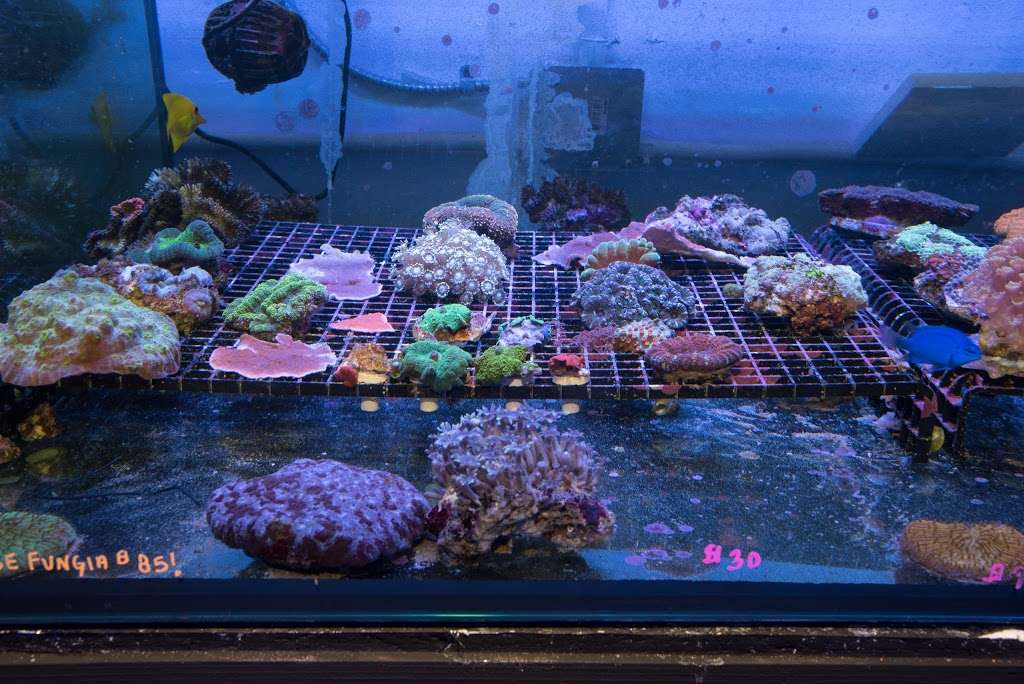 Reefers Garage | Live Coral And Tropical Marine Fish Store | 512 W California Ave #116, Vista, CA 92083, USA | Phone: (760) 936-1288