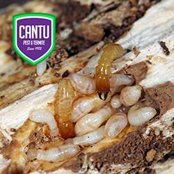 Cantu Pest & Termite | 4950 Keller Springs Rd Suite 420, Addison, TX 75001, USA | Phone: (972) 562-9999