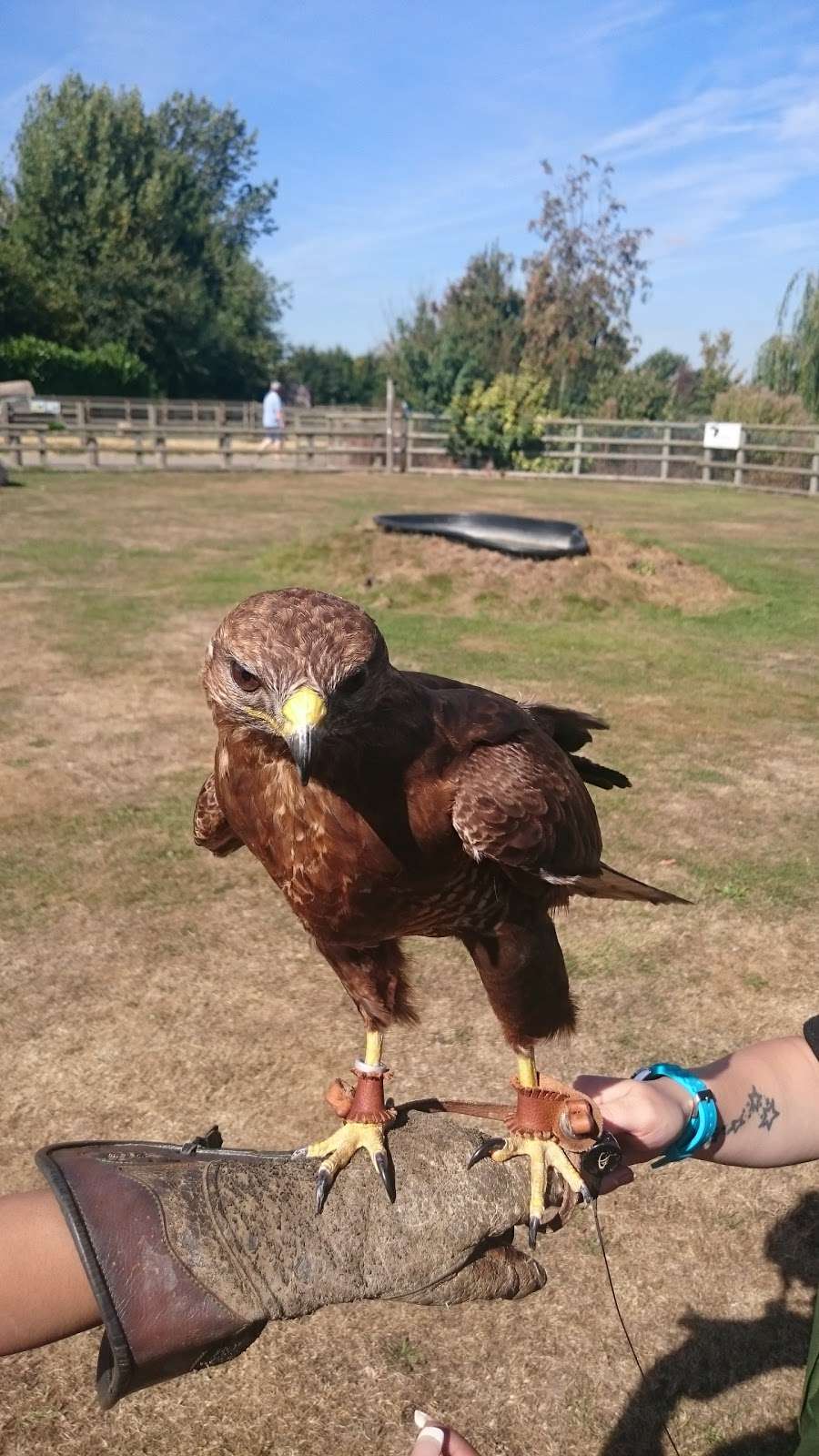 Imperial bird of prey academy | Barleylands Farm park, Barleylands Rd, Billericay CM11 2UD, UK | Phone: 01268 520176
