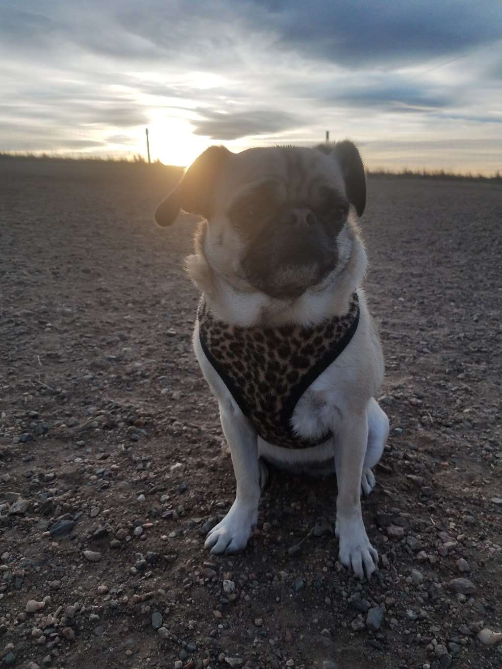 Dog Park | Castle Rock, CO 80108, USA